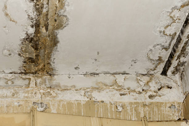 Best Mold Damage Restoration  in Fort Valley, GA