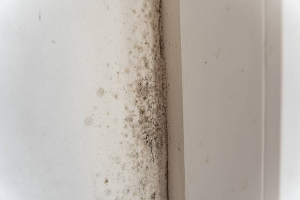 Best Attic Mold Removal  in Fort Valley, GA