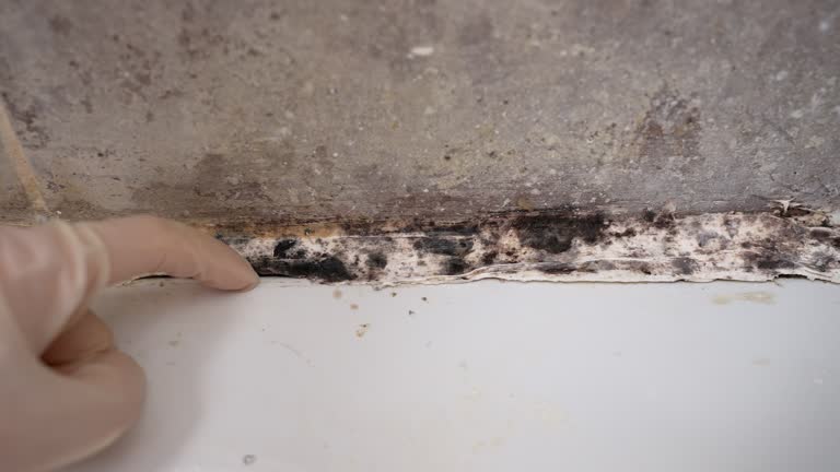 Best Real Estate Mold Inspection  in Fort Valley, GA